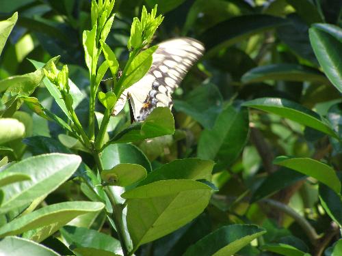 butterfly - this is one from our yard.