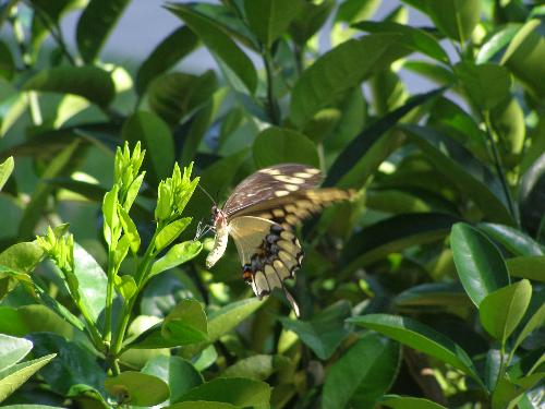 butterfly - another shot of the beauty.