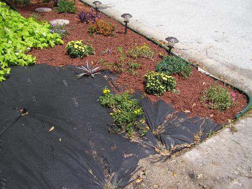 yard - another view.
