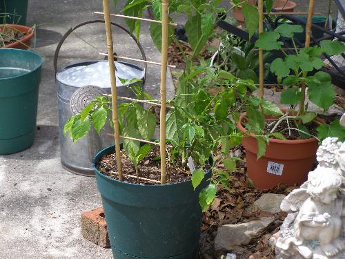 habanero pepper plant - This one pepper plant has gone crazy all this summer giving tons of peppers.