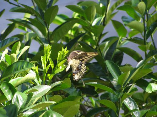 butterfly - another shot