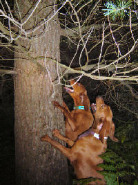 Redbones  - Two of our redbone coonhounds treeing a raccoon while out hunting.