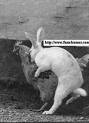 One seriously confused rabbit