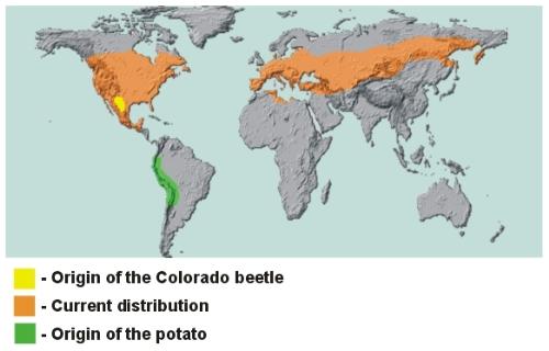 Colorado Beetle habitat - A map showing the potato's origin, the Colorado Beetle origin and the current Colorado beetle habitat.