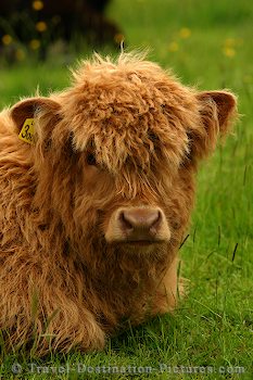 highland calf - highland calf, baby scottish highland cow, very cute!