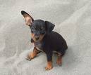 Min Pin... - My favorite cute...I love this puppy.. I want one of my own someday