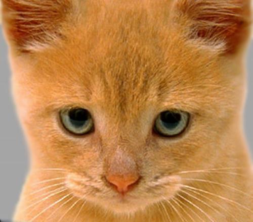 Cat - An orange cat...
