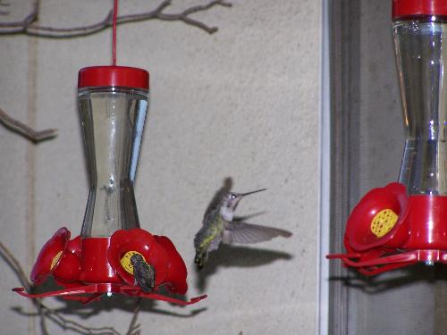 Hummingbirds - A few at the feeders