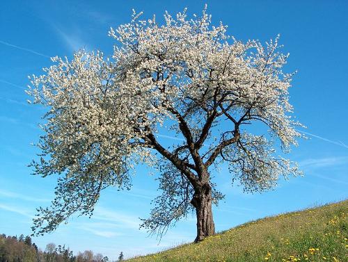 nature - The photo shows the blooming of a tree in the beginning of spring, just like the blooming of happiness in each and everyone's heart by the wonderful sight of nature