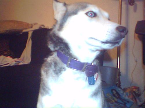 huskies - husky
