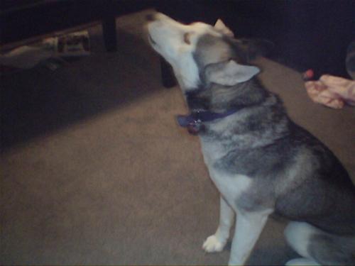 husky - a husky talking 'howling'