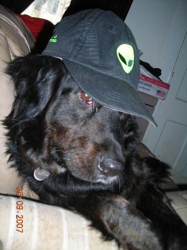 Tesla May wearing alien hat - Tesla my dog (RIP) wearing my Alien hat