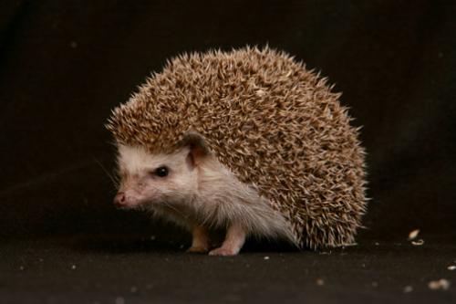 hedgehog - a picture of a hedgehog with dark background