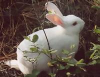 white rabbit - a white rabbit in the bush