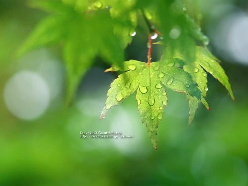 maymayhappy - I believed the life is a green, moreover I like the life liking nature .. .