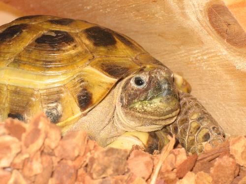 Moscow - My Russian Tortoise