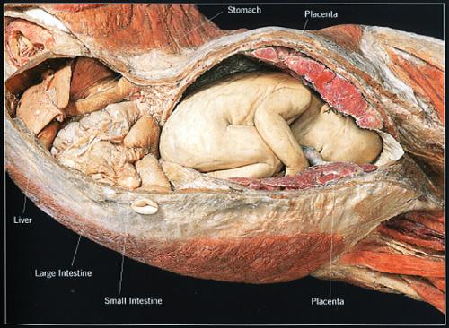 pregnancy - no comment!