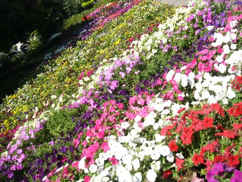 Garden of Five Senses -   Flowers in Bloom !!! Spring Season .. India