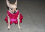 chihuahua - chihuahua in a dress