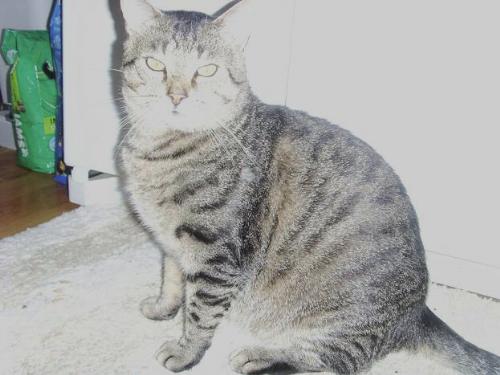 Bean - This is my stray, Bean. He 'adopted' us when he was so skinny you could see every bone in his body! Now, he's HUGE, but gentle and loveable.
