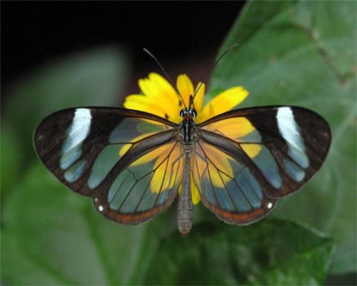 Absolutely gorgeous -  A butterfly with transparent wings is rare and beautiful. 