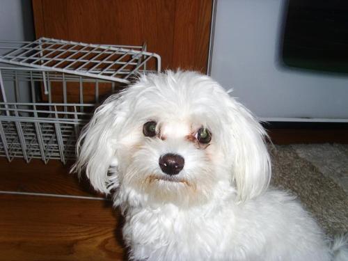My lil' Lilly - My sweetie, Lilly... the cutest little Maltese you'll ever find.