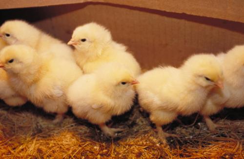chicks - baby yellow chicks