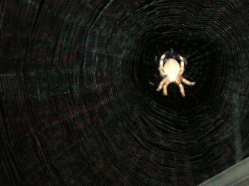 My Pet Spider.  - This spider has lived in front of my house for over 3 years. Every night he spins a web and catches his dinner.  He builds his web in the same place. I think he builds beautiful webs and would never consider killing him.  Are you afraid of spiders? I'm not.  Lloyd