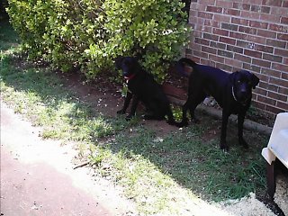 Taylor & Tobi - My 2 Black Labs Taylor & Tobi. It was 100° that day & I couldn't get them out of the shade. Can you blame them???