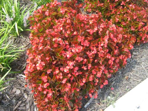 flowering plant, flowers - flowering plants, gardening