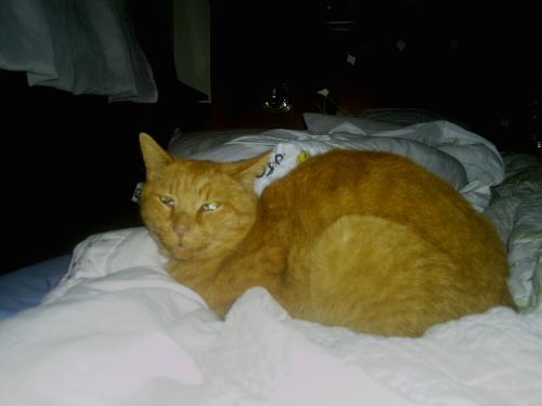 Buddy in the bed - This is my best cat Buddy. I have had him for 10 years. He is the greatest.