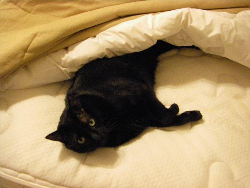 Spunky our girl cat - Ahh so sleepy