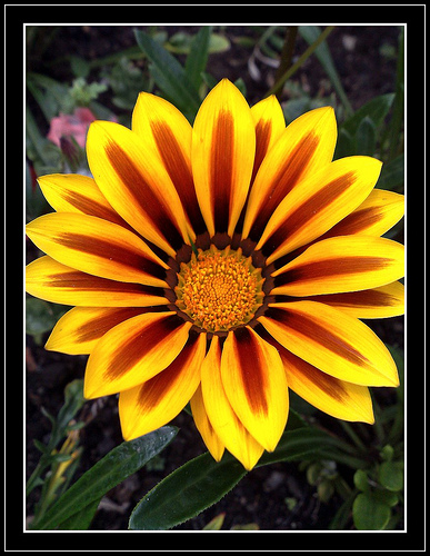 Flower