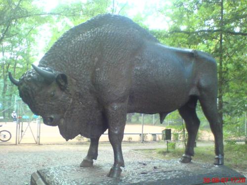 aurochs - Aurochs or urus are disappearing. I saw some in the park in Poland and I took a photo of its monument. There are about 3000 urus in Poland. Many of urus died out. They are large and frightening.