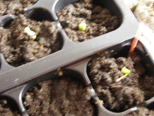 new seedlings - they are growing!!