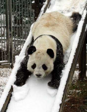 Panda - The panda is living life to the fullest so should you!