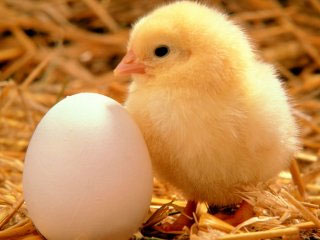Egg &Chicken - Egg &Chicken.. Egg &Chicken - Egg &Chicken..