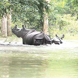 Rhino - A rhino and her calf wading through flood waters at the Pobitora Wildlife Sanctuary, Assam, India.
