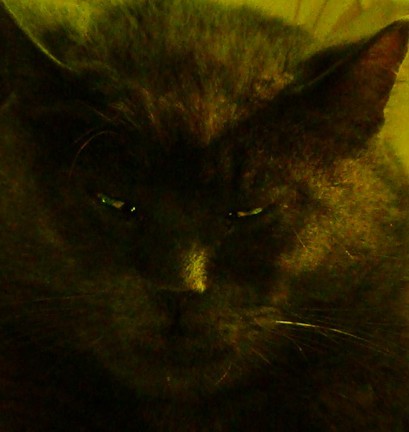 cat - a photo of our cat in a ray of sunlight