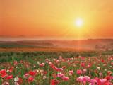 Flowers - Flowers picture
