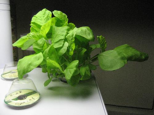 Tender Green Amaranth - These salad greens are now big enough to be taken out of the AeroGarden and put in a dish of Hydroton grow rocks where they will be easier to cut as needed.  The leaves will start getting too sharp a taste if I let them grow any bigger. As they mature, they take on more of a wheat grass flavor, but when the little ones taste just like lettuce to me.