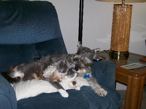 Best Friends!  - My dog, Sunshine, and cat, Shady snuggling together on our recliner. They aren't always this cuddly though. :)