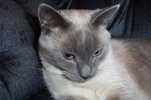 Freaky - My Siamese cat I had for 4 years until Christmas 2007
