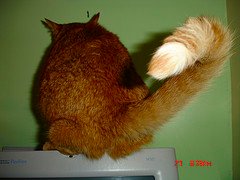 Cat Tail!!! - Doe you cat shake it's tail when happy to see you???