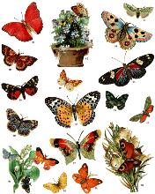 Butterlies - Butterfly poster, variety of butterflies