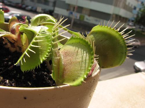 My Dionaea muscipula - This is my Dionaea muscipula, a carnivorous plant which as active traps that close when an insect enters in one of the 'mouths' and triggers the sensitive cilia. It's very fun to watch!