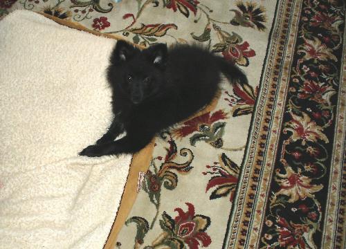 Sabrina - This is Sabrina, female pom very loving and playful.