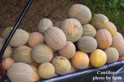 Cantilope or Muskmelon - Kid's wagon over flowing with cantilope grown in my garden this year.