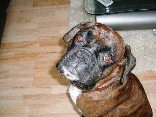 Lennox!  - Our family dog...quite old now and on his last legs...but like most boxers, still unbelievably excitable!!!