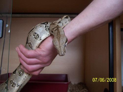 Boa Constrictor - This little beauty is around 2 and a half years old.